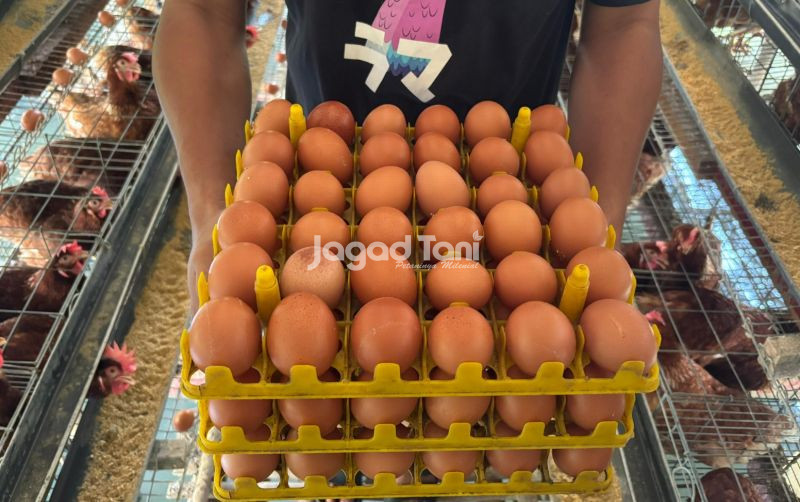 uploads/news/2026/02/kenali-usia-ayam-petelur-19626e06f2088eb.jpeg