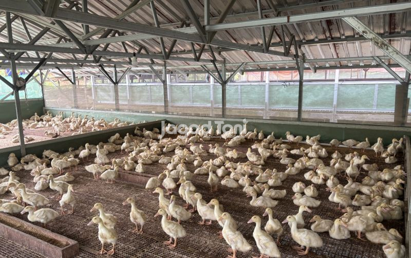 Ketahui Pangsa Pasar Bebek dari Bobotnya