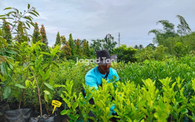 uploads/news/2026/02/pantauan-harga-bibit-lapak-95693d8455aad84_400.jpeg