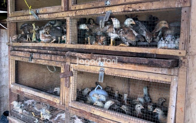 Pantauan Harga Unggas di Pasar Gembrong