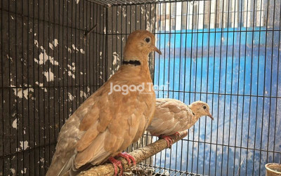 uploads/news/2026/02/perbedaan-burung-puter-lokal-26039f95f9d51cc_400.jpeg