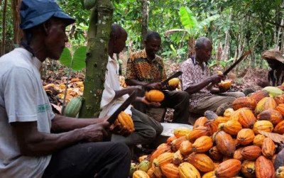 uploads/news/2026/02/produksi-kakao-ghana-menurun--344248102bc5954_400.png