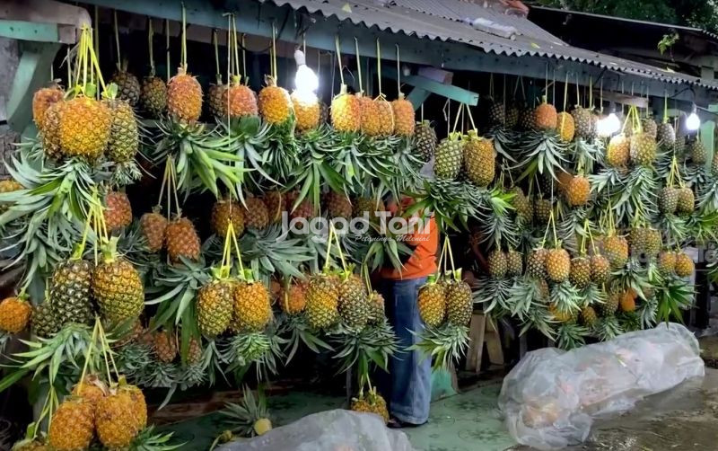 uploads/news/2026/02/produksi-nanas-indonesia-melimpah--6991461a189cf02.jpg