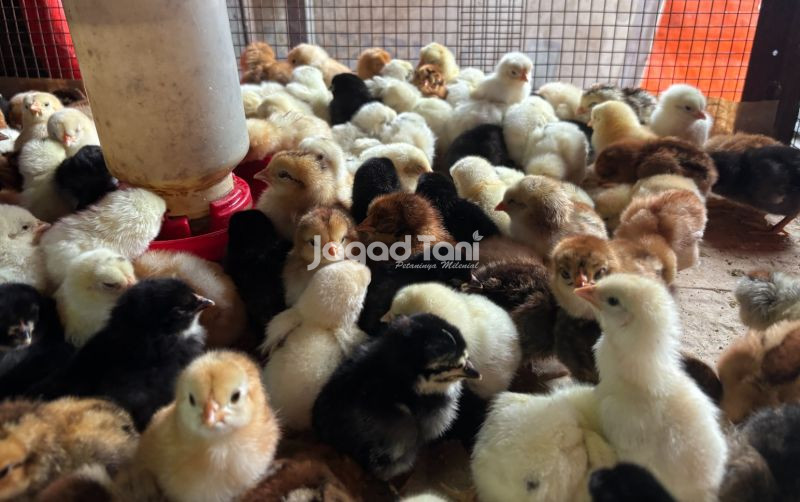 Segini Harga Anakan Ayam Joper Pasar Gembrong