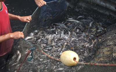 uploads/news/2026/02/selama-ramadan-mutu-ikan-1505501186c45e2_400.jpeg