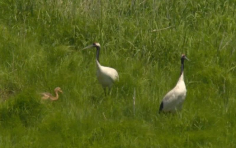 uploads/news/2026/03/bangau-mahkota-merah-turun-626913d7a9c5373.png
