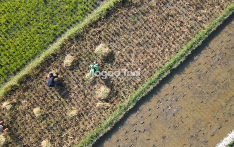 uploads/news/2026/03/serapan-gabah-banyumas-raya-73084f481f3c9e9.jpeg