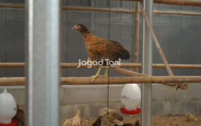 uploads/news/2026/04/ayam-baru-dibeli-lakukan-321753f1e95eff1_400.jpeg