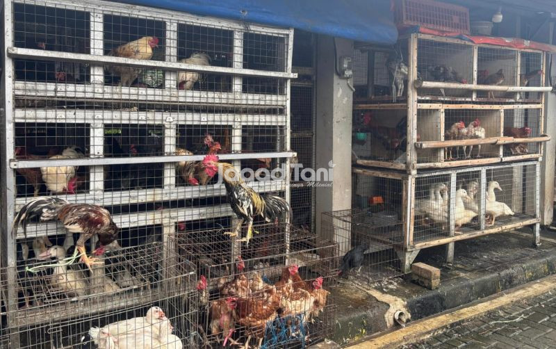 uploads/news/2026/04/harga-ayam-hidup-usai-65524b34d922603.jpg