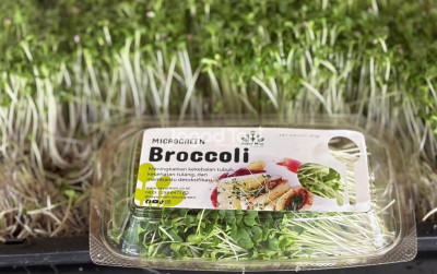 uploads/news/2026/04/microgreen-jadi-peluang-usaha-72193b8c9459589_400.jpeg