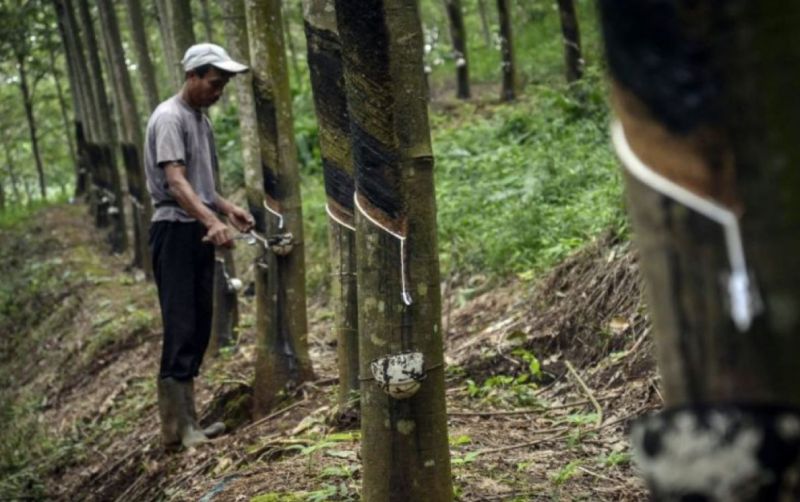 uploads/news/2026/05/adaptasi-aturan-anti-deforestasi-eropa--68145a5e179691a.jpg