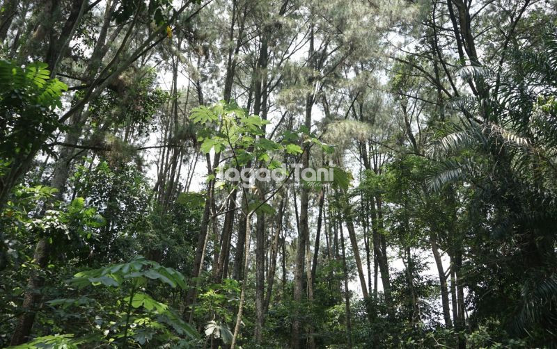 uploads/news/2026/05/alih-fungsi-hutan-produksi-83986c37bb29dce.jpeg