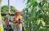 uploads/news/2026/05/bertani-dari-ketinggian-bukan-355657667d3db9e_100.jpeg