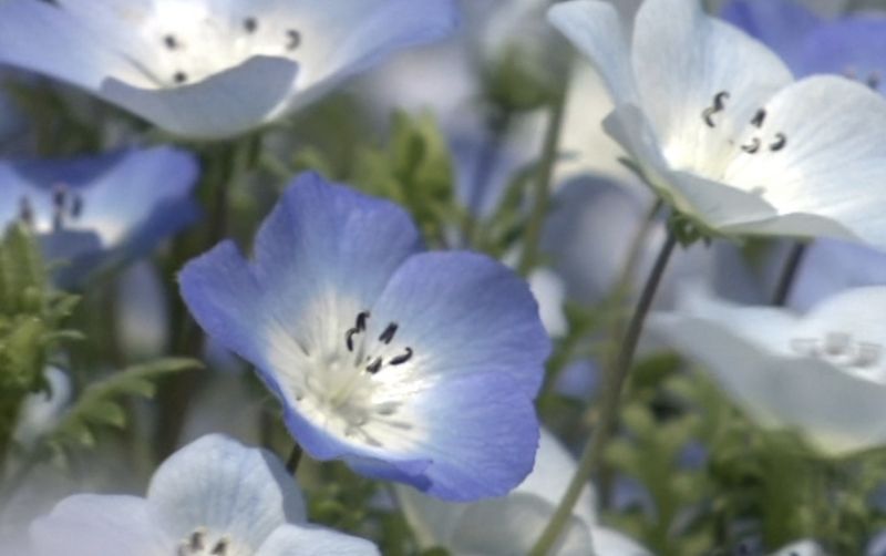 uploads/news/2026/05/bunga-nemophila-bermekaran-penuh--13761d491ac6c12.jpg