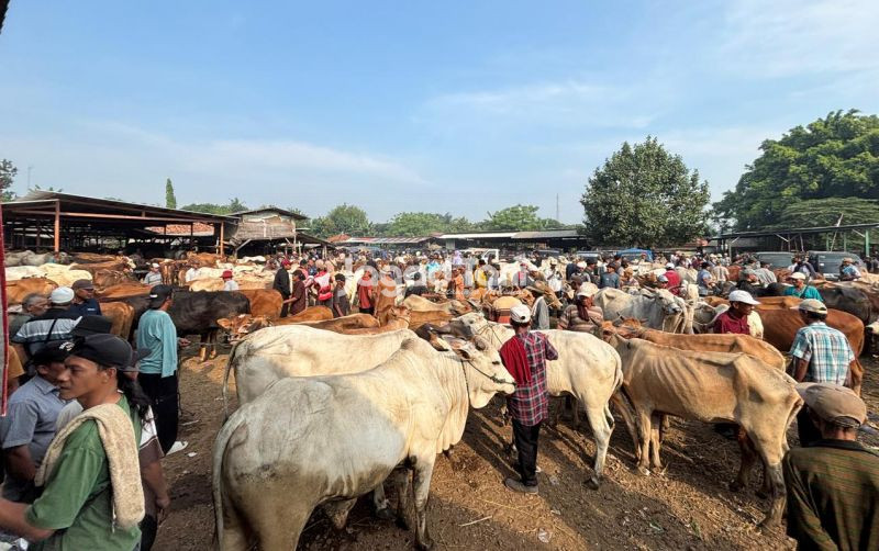 uploads/news/2026/05/harga-sapi-pasar-jonggol-3512794fe4ba2c5.jpeg