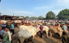 uploads/news/2026/05/harga-sapi-pasar-jonggol-3512794fe4ba2c5_100.jpeg