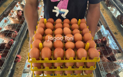 uploads/news/2026/05/hilirisasi-telur-didorong-jaga-79016e06f2088eb_400.jpeg