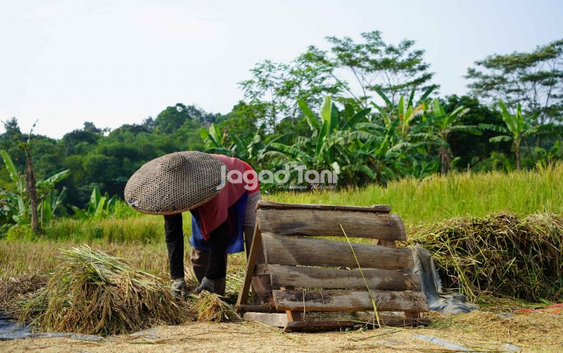 uploads/news/2026/05/jaga-kedaulatan-pangan-lahan-52881f80b26eb13.jpeg