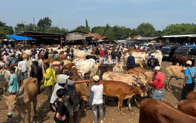 uploads/news/2026/05/jelang-iduladha-582-ternak-615398c964390c6_400.jpeg