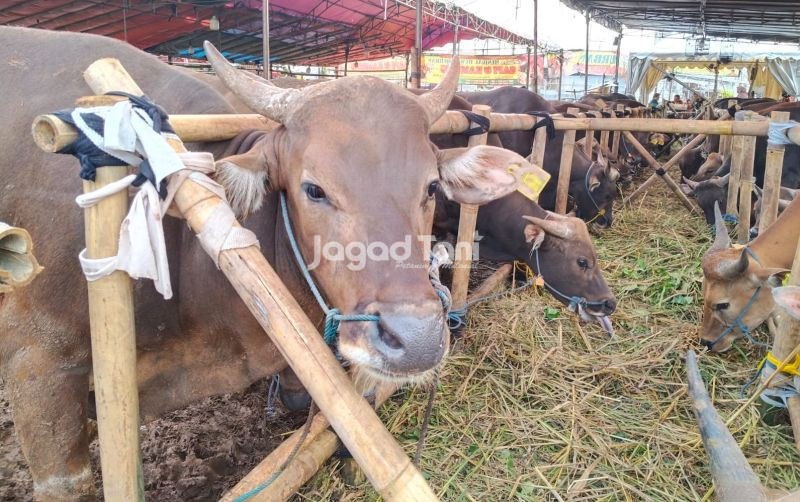 Jelang Iduladha, Sapi Dijual Rp70 Ribu Sekilo