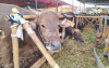 uploads/news/2026/05/jelang-iduladha-sapi-dijual-169415605e7638f_100.jpeg