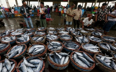 uploads/news/2026/05/kerapu-senilai-rp12miliar-kembali-69893d44c827730_400.png