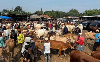 uploads/news/2026/05/libur-iduladha-lalu-lintas-ternak-820248c964390c6_400.jpeg