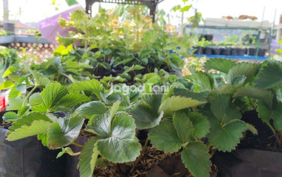 uploads/news/2026/05/memanfaatkan-limbah-rumah-tangga-97519482d3a6c08_400.jpeg