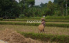 uploads/news/2026/05/menjaga-surga-yang-tersisa-8134650437e4287_100.jpeg