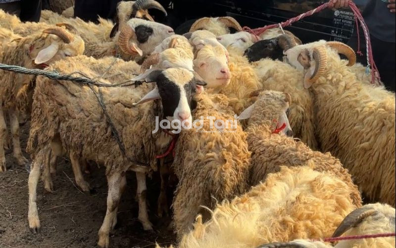 uploads/news/2026/05/modal-rp1-5-juta-sudah-46386353bd77c7a.jpeg