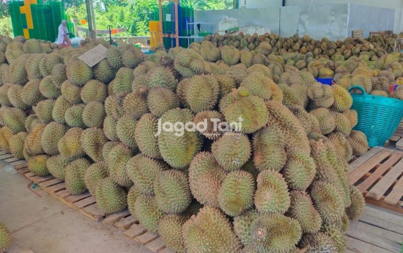 uploads/news/2026/05/parigi-moutong-pengekspor-durian-350398d39e3bc49.jpg