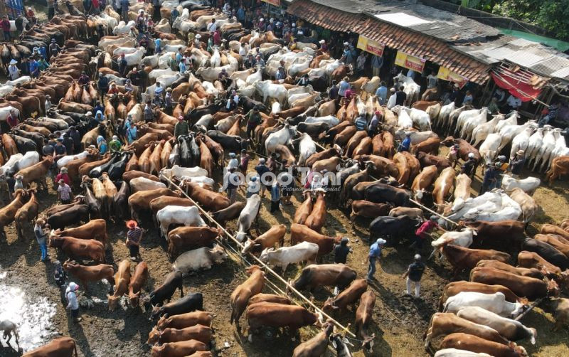 uploads/news/2026/05/pasar-hewan-termurah-bebaskan-3076492eb362e5a.jpeg