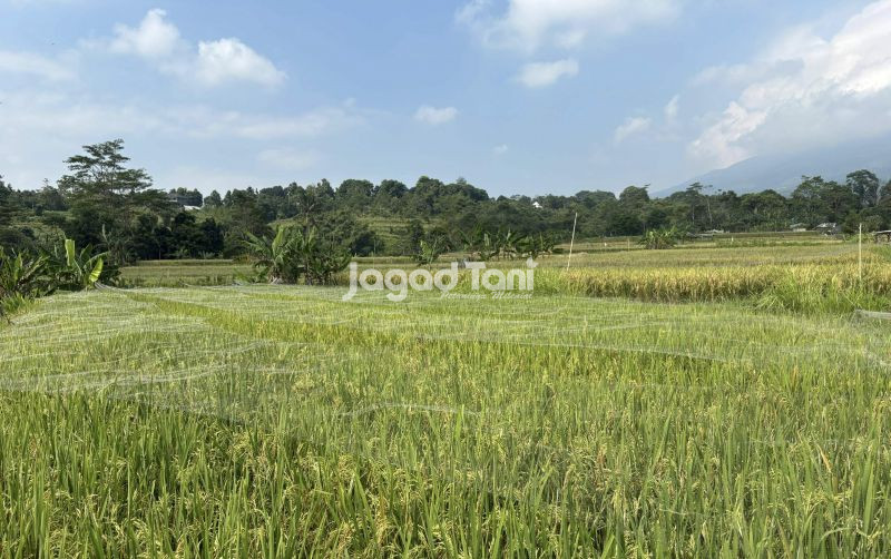 uploads/news/2026/05/pemulihan-lahan-sawah-pascabencana-714113e4107b291.jpg