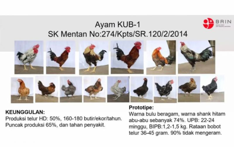 uploads/news/2026/05/pengembangan-ayam-lokal-bisa-71303f75428763e.jpg
