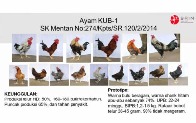 uploads/news/2026/05/pengembangan-ayam-lokal-bisa-71303f75428763e_400.jpg