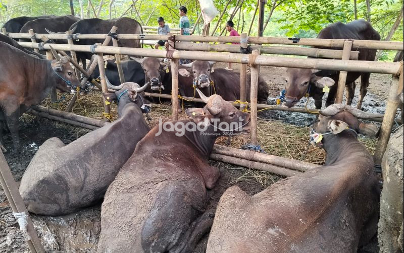 uploads/news/2026/05/penguatan-sdm-kunci-cegah-442797e7e04c538.jpeg