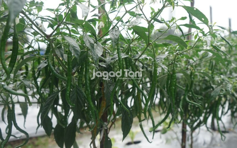 uploads/news/2026/05/petani-cabai-dicap-petani-816639880cded76.jpeg