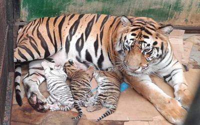 uploads/news/2026/05/tiga-anak-harimau-benggala-624854978f3b051_400.jpeg
