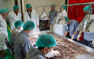 uploads/news/2026/05/vanila-indonesia-diburu-pasar-98866fac94dfdac_400.jpg