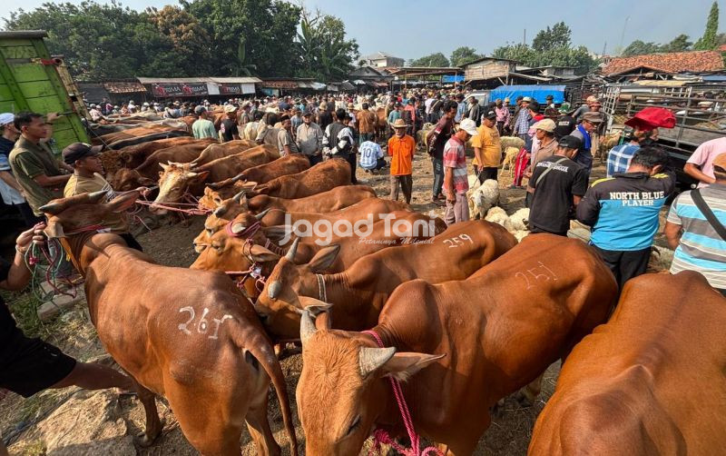 uploads/news/2026/05/waspadai-fenomena-penjualan-sapi-7351601b38e1a0b.jpeg