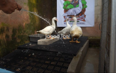uploads/news/2026/06/beternak-entok-anti-bau-278850d168ec93b_400.jpeg