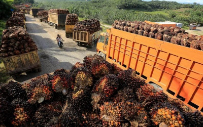 uploads/news/2026/06/harga-tbs-sawit-turun--13695201c41e3a1_400.jpg