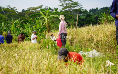 uploads/news/2026/06/indonesia-lumbung-beras-asean-746208aec210e71_400.jpeg