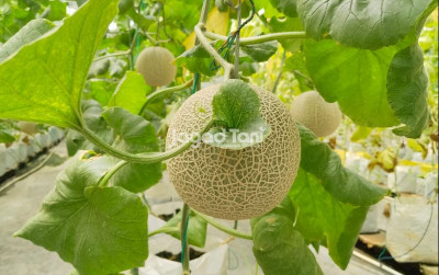 uploads/news/2026/06/indonesia-targetkan-jadi-eksportir-752430e07460e61_400.jpeg