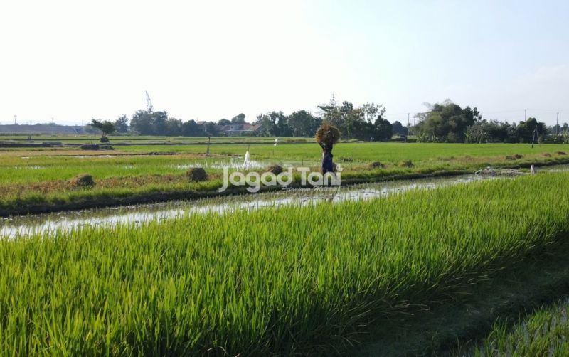 uploads/news/2026/06/kalahkan-jateng-jabar-jatim-jadi-82546d803612f4e.jpg