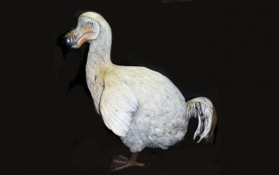 uploads/news/2026/06/lima-alasan-kepunahan-burung-173345a0cdbf585_400.jpg