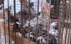 uploads/news/2026/06/mengenal-ayam-kate-black-35476a92ab28039_100.jpeg
