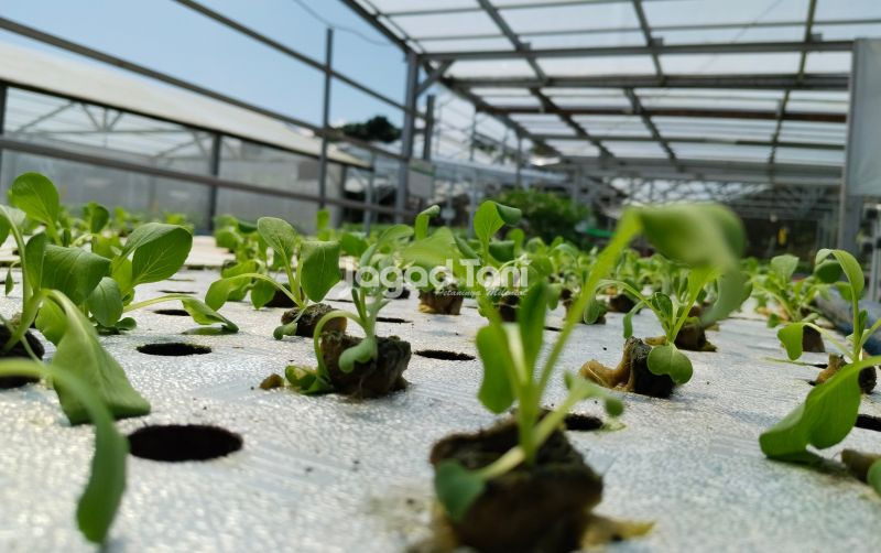 uploads/news/2026/06/nanobubble-water-untuk-pertanian-847781679ebab0b.jpg