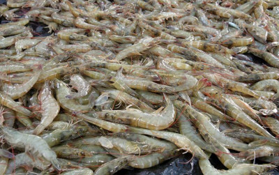 uploads/news/2026/06/pengembangan-silvo-aquaculture-di-tambak-75779b415a6cf0e_400.jpg