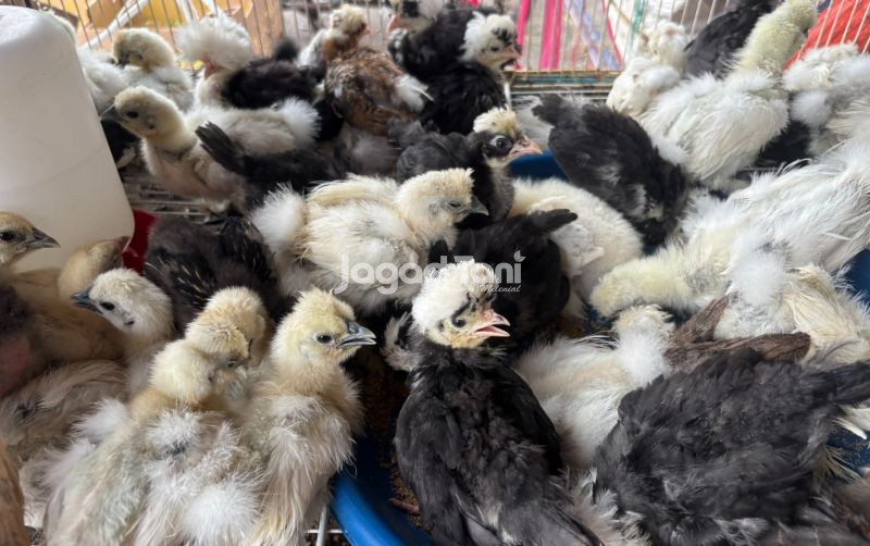 uploads/news/2026/06/segini-harga-bibit-ayam-74710a7060cd549.jpeg
